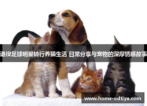 退役足球明星转行养猫生活 日常分享与宠物的深厚情感故事